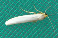 Eilema caniola