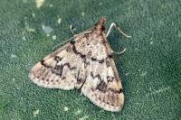 Metasia cyrnealis