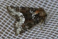 Oligia strigilis