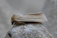 Mythimna pallens