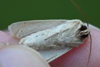 Mythimna pallens