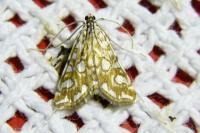 Elophila nymphaeata