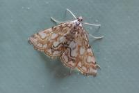 Elophila nymphaeata