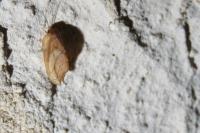 Falcaria lacertinaria
