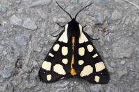 Arctia villica