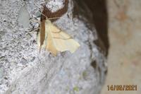 Ennomos erosaria
