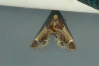 Pyralis farinalis