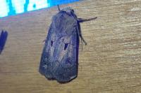 Agrotis exclamationis exclamationis