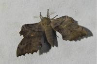 Laothoe populi