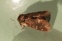 Notodonta dromedarius