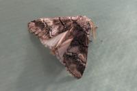 Drymonia dodonaea