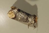 Phalera bucephala