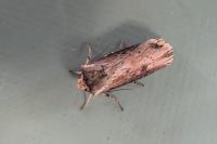 Axylia putris