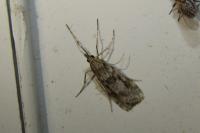 Eudonia angustea