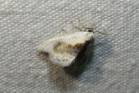 Cilix glaucata