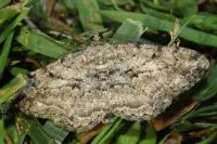 Peribatodes rhomboidaria rhomboidaria