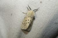 Spilosoma lubricipeda