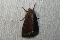 Lacanobia oleracea