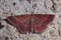 Scopula rubiginata