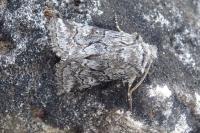 Cleonymia yvanii