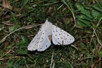 Spilosoma lubricipeda