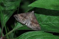 Hypena proboscidalis