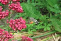 Macroglossum stellatarum
