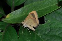 Camptogramma bilineata
