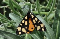 Arctia villica