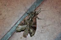 Phlogophora meticulosa