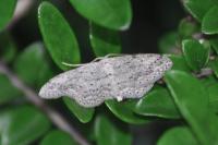 Idaea seriata