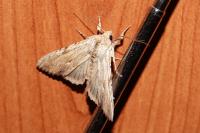 Apamea lithoxylaea