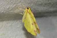 Opisthograptis luteolata