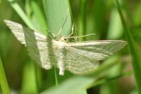 Idaea macilentaria