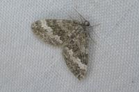 Perizoma hydrata