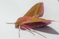 Deilephila elpenor