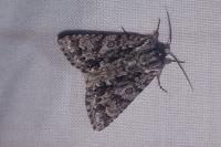 Acronicta auricoma