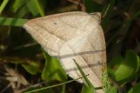Petrophora chlorosata