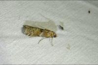 Phycita roborella