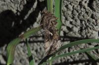 Autographa gamma