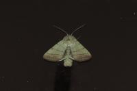 Charanyca trigrammica