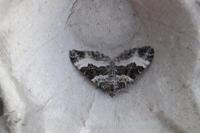 Epirrhoe rivata