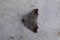 Laspeyria flexula