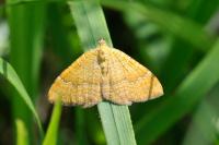 Camptogramma bilineata