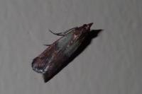 Plodia interpunctella
