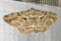 Peribatodes rhomboidaria rhomboidaria