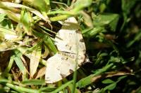 Colostygia pectinataria