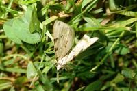 Colostygia pectinataria
