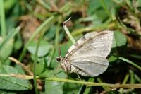 Colostygia pectinataria