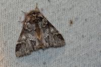 Drymonia dodonaea
